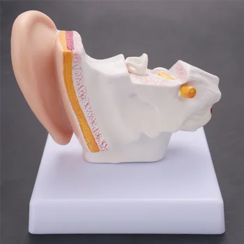 1,5-vrijeme model anatomije ljudskog uha, prikazuje struktura tijela središnjeg i vanjskog uha, školski pribor