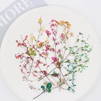 20ШТ/5-12 cm, prirodne prešani cvjetne grane Tan Сонъя, materijal za suhe boje, ljepilo za rukotvorina, zlatar okvir za slike, фестивальная oznaka