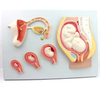 5 Komada Reljefni model procesa embrionalnog razvoja čovjeka Medicinski Obrazovni model