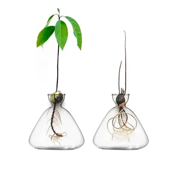 Naljepnice za početnike S vaze iz sjemena Avokado za ljubitelje uzgoj vrtne biljke Za подарочного stakla 