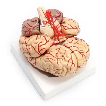 NOVO-model za učenje анатомическому вскрытию ljudskog mozga i tijela u prirodnoj veličini 1: 1
